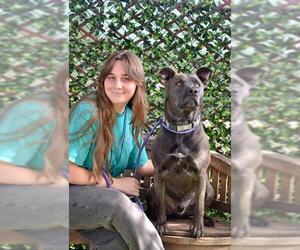 Siberian Husky-Unknown Mix Dogs for adoption in Santa Maria, CA, USA