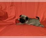 Puppy 1 Pug