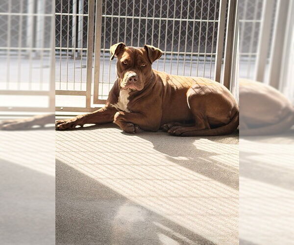 Medium Photo #1 Mutt Puppy For Sale in Downey, CA, USA