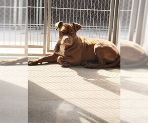 Mutt Dogs for adoption in Downey, CA, USA