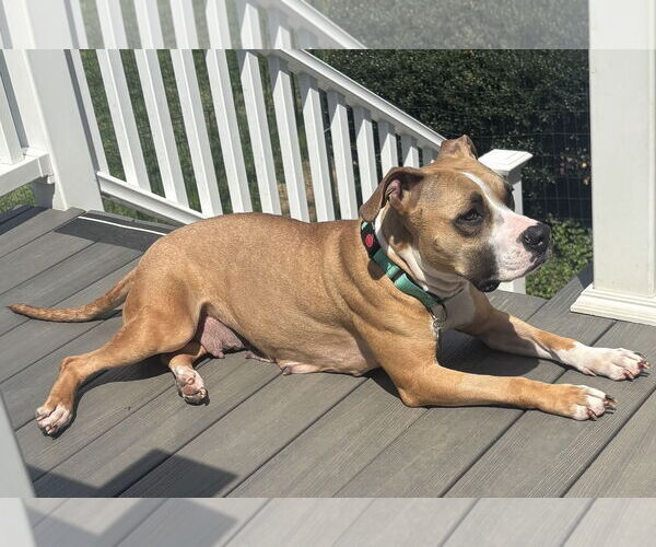 Medium Photo #6 Boxer Puppy For Sale in Rockville, MD, USA