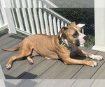 Small #5 Boxer