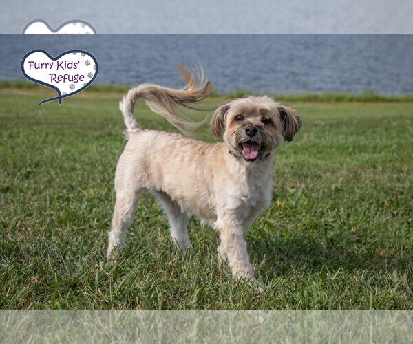 Medium Photo #4 Havanese-Unknown Mix Puppy For Sale in Lee's Summit, MO, USA