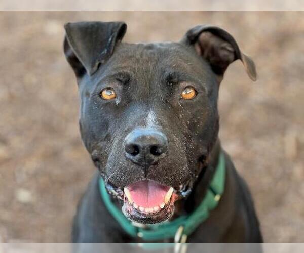 Medium Photo #1 American Pit Bull Terrier Puppy For Sale in Orange, CA, USA