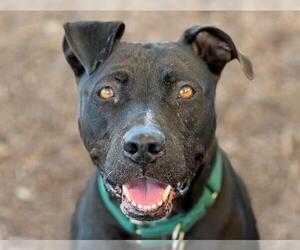 American Pit Bull Terrier Dogs for adoption in Orange, CA, USA