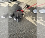 Small #3 American Bully