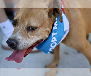 Bubba - Male Staffordshire Bull Terrier-Unknown Mix Dog for Adoption - Photo #5