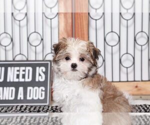 Mal-Shi Puppy for sale in NAPLES, FL, USA