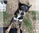 Small #2 Chihuahua Mix
