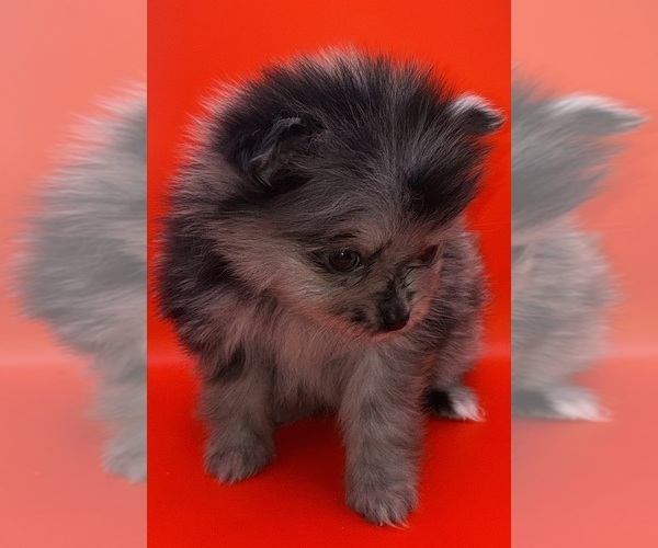 Medium Photo #2 Pomeranian Puppy For Sale in PORTLAND, ME, USA