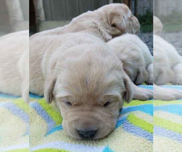 Medium Photo #106 Labrador Retriever Puppy For Sale in OLYMPIA, WA, USA