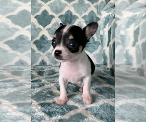 Chihuahua Puppy for sale in EAU CLAIRE, WI, USA