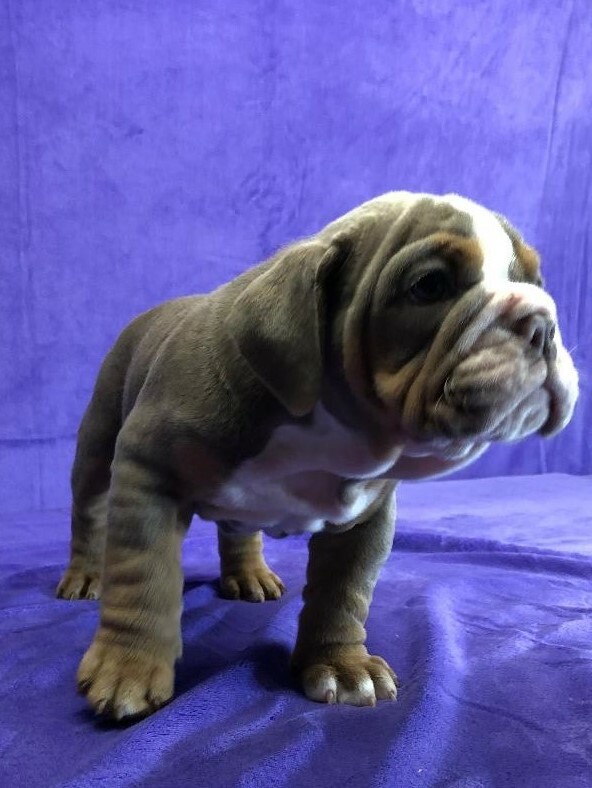 Medium Photo #2 Bulldog Puppy For Sale in GROSSE POINTE FARMS, MI, USA