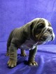 Small Photo #2 Bulldog Puppy For Sale in GROSSE POINTE FARMS, MI, USA