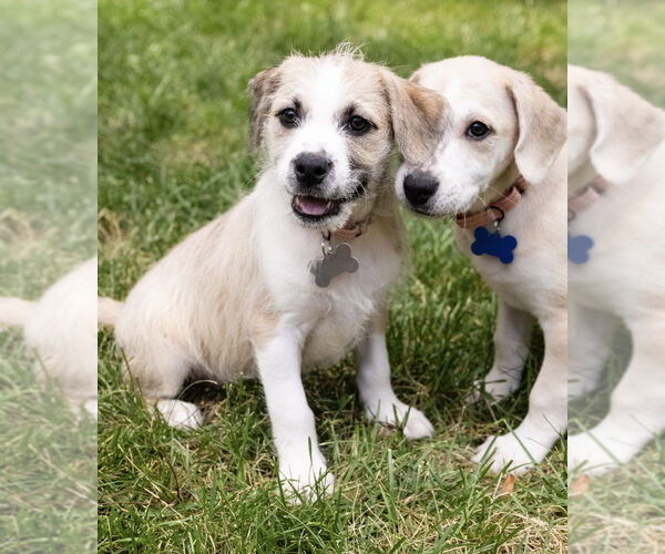 Medium Photo #2 Mutt Puppy For Sale in Plymouth, MN, USA