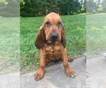Small Photo #3 Bloodhound Puppy For Sale in OLIN, NC, USA