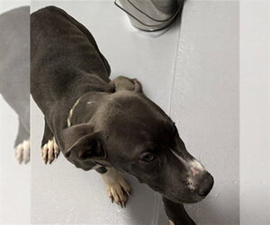 Mutt Dogs for adoption in Augusta, GA, USA