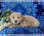 Small Photo #4 Bichpoo Puppy For Sale in CHRISTIANA, PA, USA