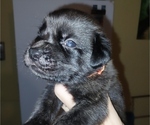 Small #16 Mastiff