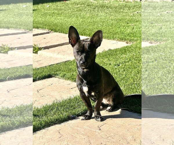 Medium Photo #6 Chiweenie Puppy For Sale in La Verne, CA, USA