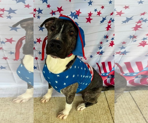 Medium Photo #3 American Pit Bull Terrier-Unknown Mix Puppy For Sale in Germantown, OH, USA