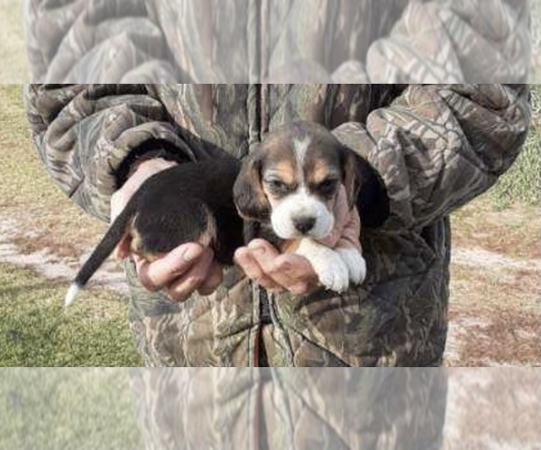 Medium Photo #1 Beagle Puppy For Sale in GRAFTON, WI, USA