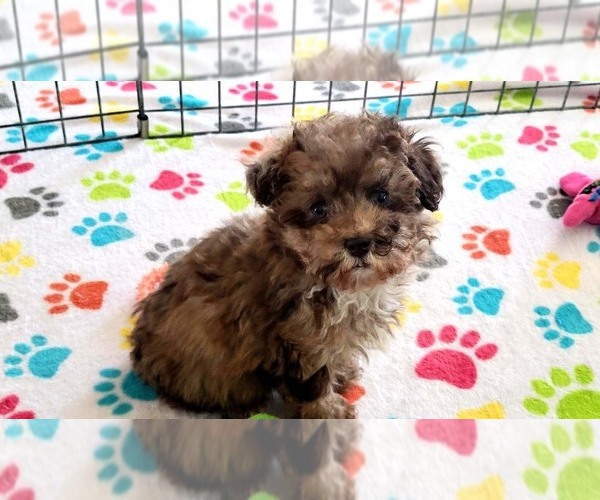 Medium Photo #12 Poodle (Toy) Puppy For Sale in ORO VALLEY, AZ, USA