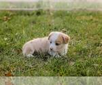 Small #9 Pembroke Welsh Corgi