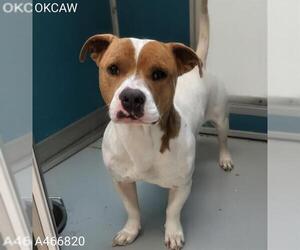 American Pit Bull Terrier-Unknown Mix Dogs for adoption in Oklahoma City, OK, USA