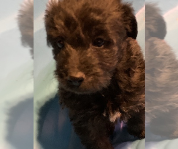 Medium Photo #5 Poodle (Toy)-Shorkie Tzu Mix Puppy For Sale in LAKE GEORGE, NY, USA
