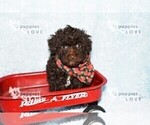 Small #4 Poodle (Toy)