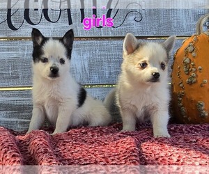 Pomsky Puppy for sale in HOLTON, MI, USA