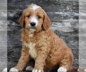 Goldendoodle-Poodle (Standard) Mix Puppy for sale in HONEY BROOK, PA, USA