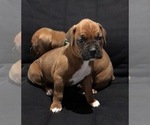 Small #3 Boxer