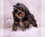 Small #3 Poodle (Toy)