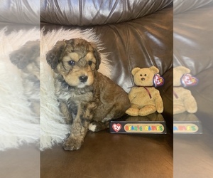 Bernedoodle Puppy for Sale in HAMILTON, Montana USA