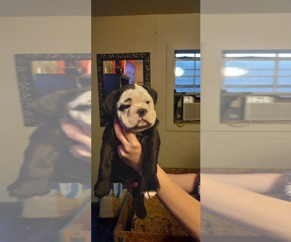 Medium Photo #4 Olde English Bulldogge Puppy For Sale in LUBBOCK, TX, USA
