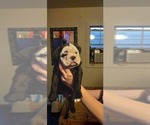 Small Photo #4 Olde English Bulldogge Puppy For Sale in LUBBOCK, TX, USA