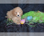 Puppy Percy Poodle (Toy)