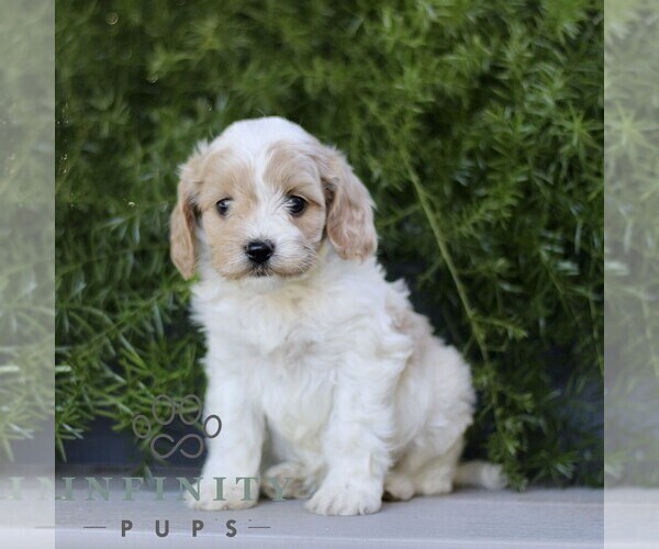 Medium Photo #3 Cavapoo Puppy For Sale in PARADISE, PA, USA