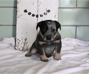 Australian Cattle Dog Puppy for sale in MILLERSBURG, OH, USA
