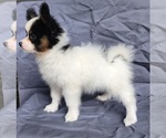 Small #2 Papillon