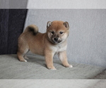 Small Photo #1 Shiba Inu Puppy For Sale in WASHINGTON, DC, USA