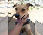 Small #13 German Shepherd Dog Mix