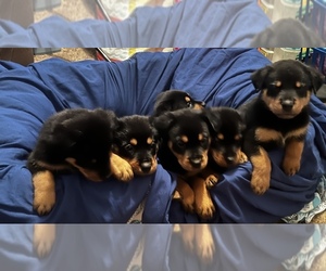 Rottweiler Puppy for sale in ALBEMARLE, NC, USA
