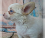Small Photo #2 Chihuahua Puppy For Sale in ABILENE, KS, USA