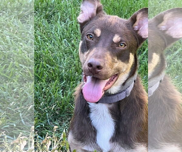 Medium Photo #7 Australian Shepherd-Unknown Mix Puppy For Sale in Germantown, OH, USA
