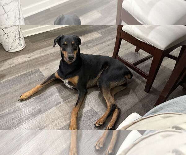 Medium Photo #6 Doberman Pinscher-Unknown Mix Puppy For Sale in Buffalo, MN, USA