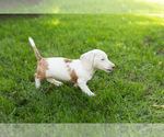 Puppy Brinley Dachshund
