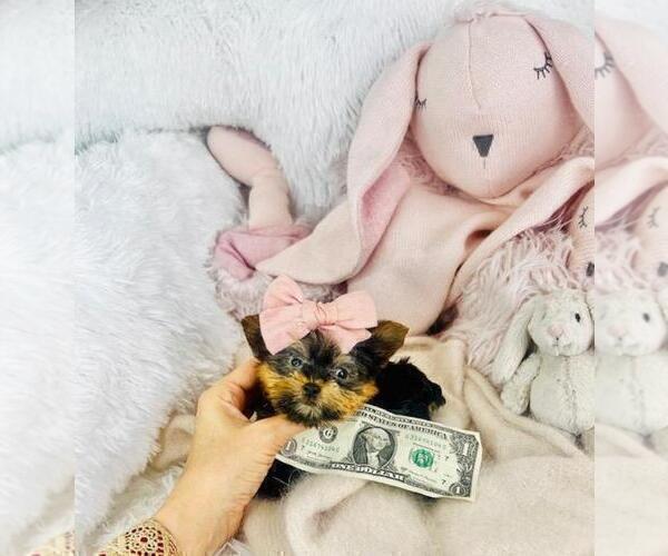 Medium Photo #4 Yorkshire Terrier Puppy For Sale in MIAMI BEACH, FL, USA